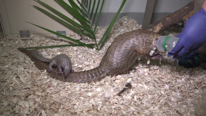 Pangolin pup born at Brookfield Zoo Chicago in efforts to save animal from extinction