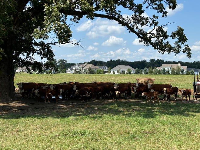 Sapi mencari tempat teduh di padang rumput di sebelah barat lokasi yang direncanakan akan dibangun Gideon Farms pada tanggal 31 Juli 2024.